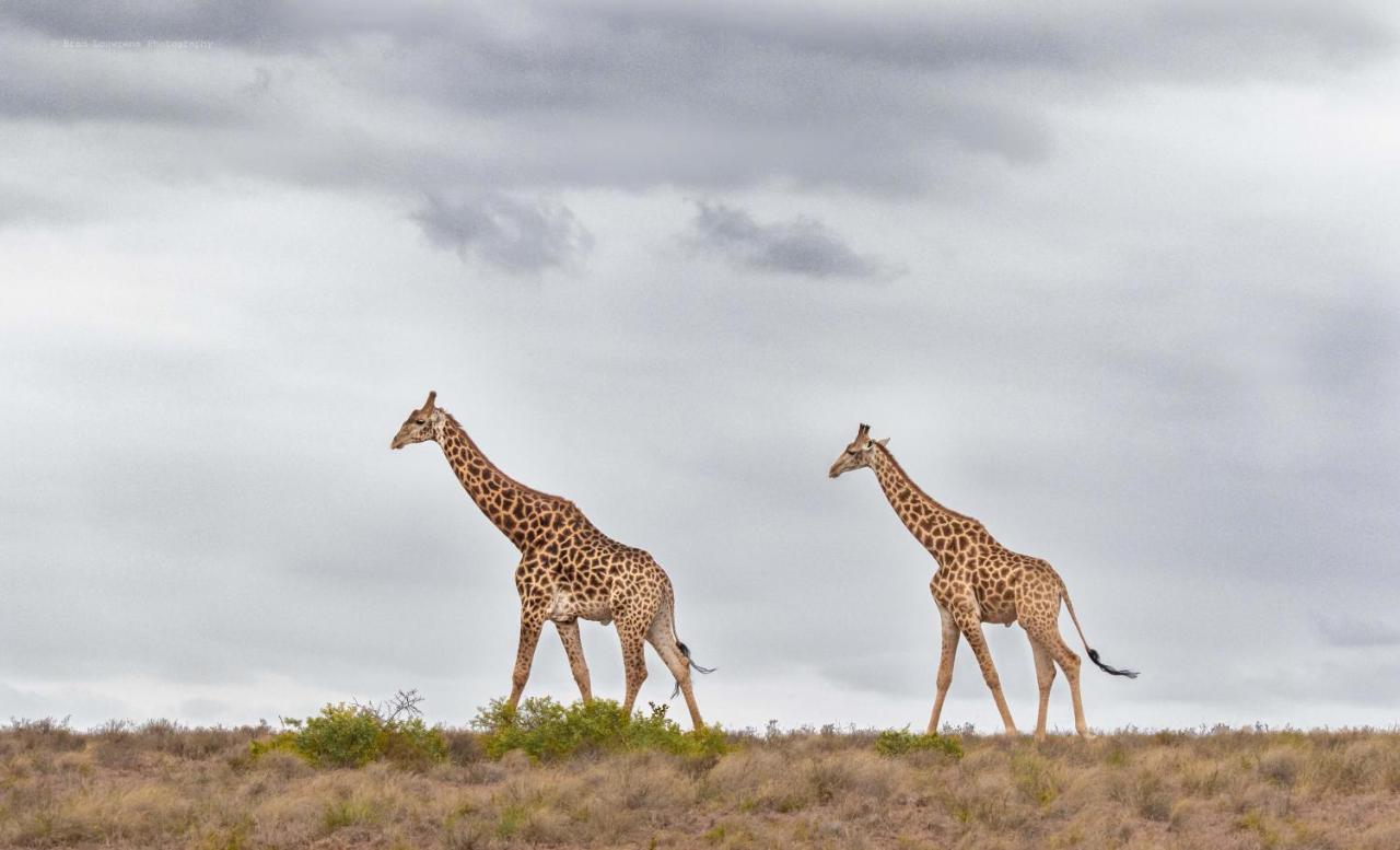 Woodbury Lodge - Amakhala Game Reserve Exterior photo